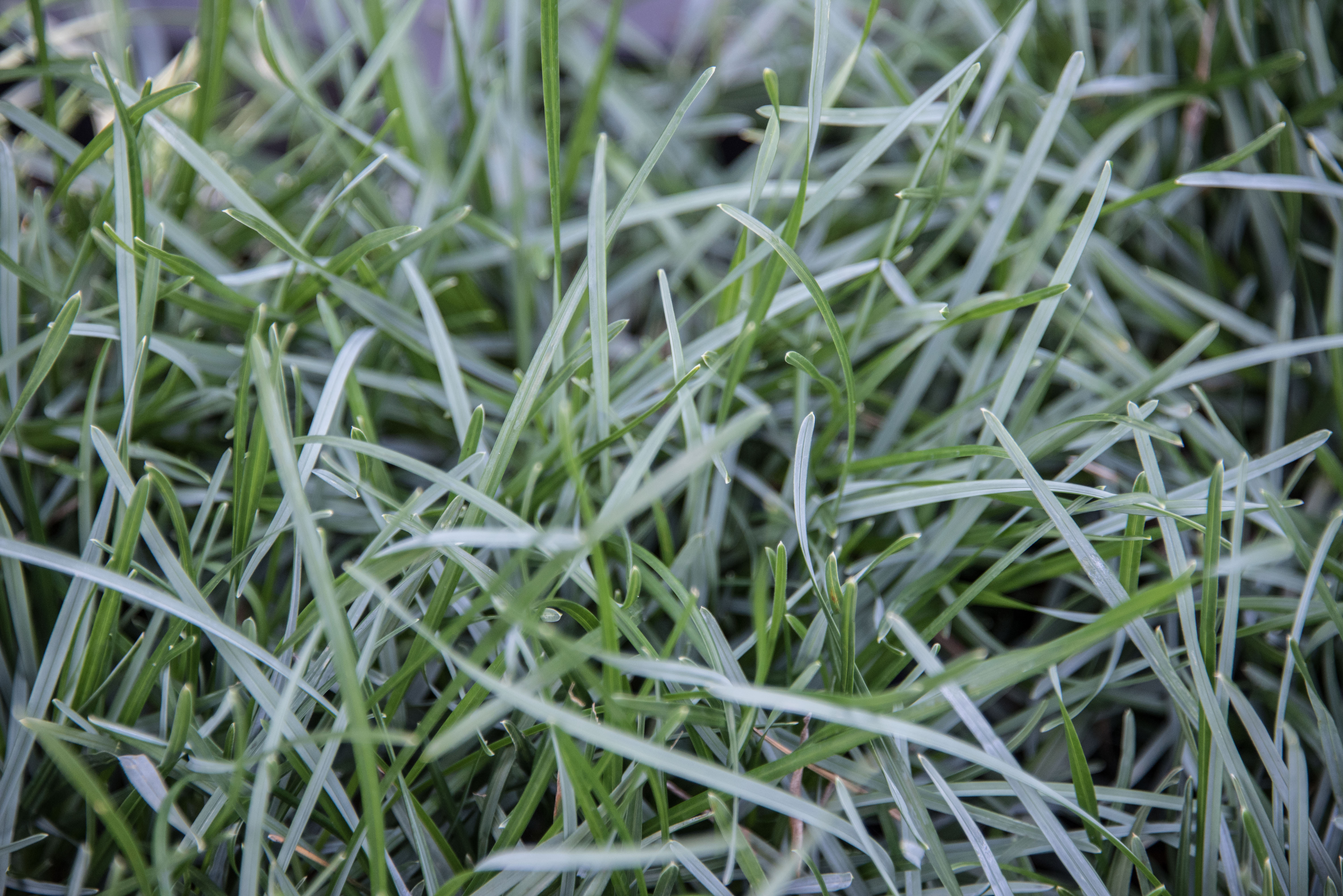 Sesleria albicans Blauwgras bestellen